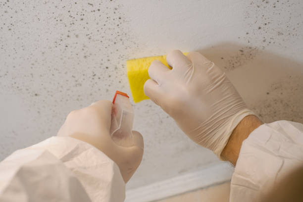 Mold Odor Removal Services in Bovina, TX