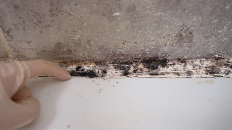 Best Biohazard Mold Removal  in Bovina, TX